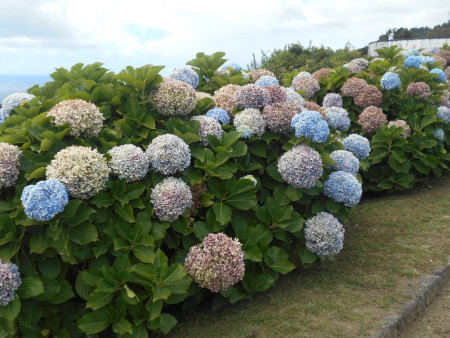 Azorské ostrovy - São Miguel 2021